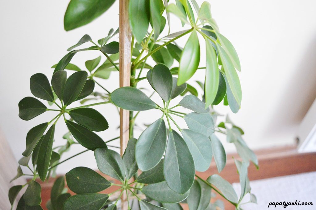 schefflera-bitkisi